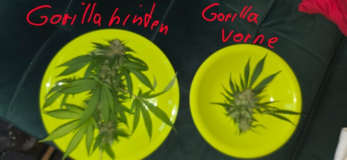 Growreport Bild 7
