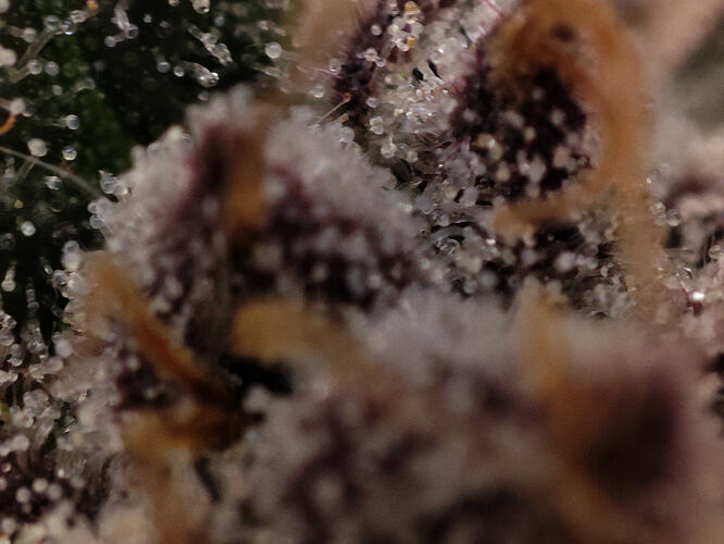 Growreport Bild 64
