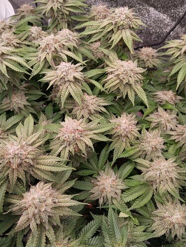 IMG_20250226_194449 - Kopie