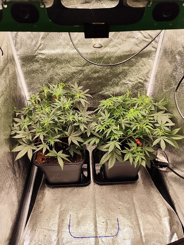Growreport Bild 2