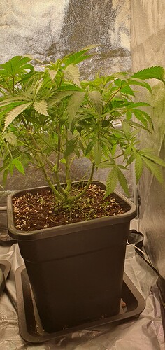 Growreport Bild 3