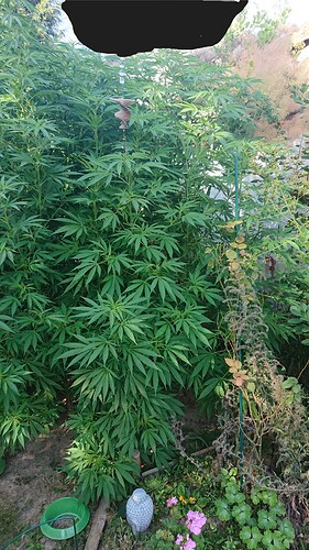 Growreport Bild 3