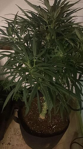 Growreport Bild 1