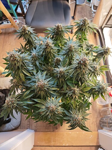 Growreport Bild 5