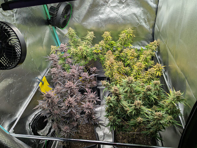 Growreport Bild 1