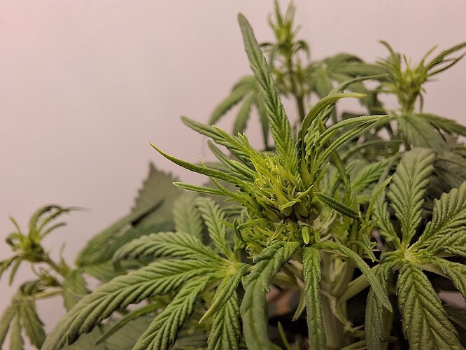 Growreport Bild 71