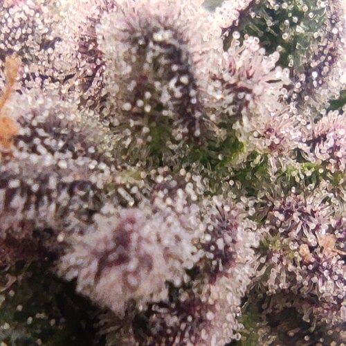 Growreport Bild 16