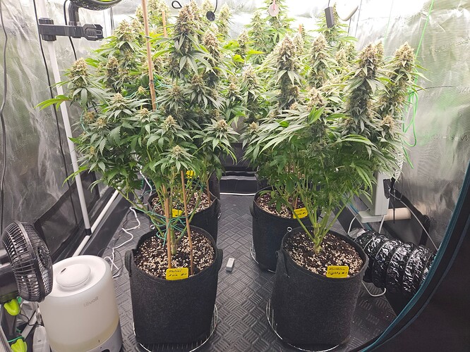 Growreport Bild 31