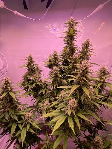 Growreport Bild 5