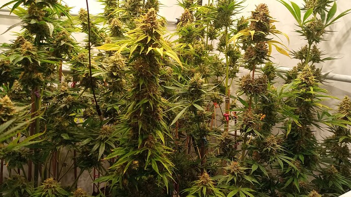 Growreport Bild 7