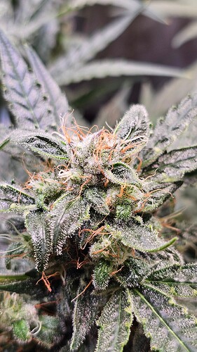 Growreport Bild 6