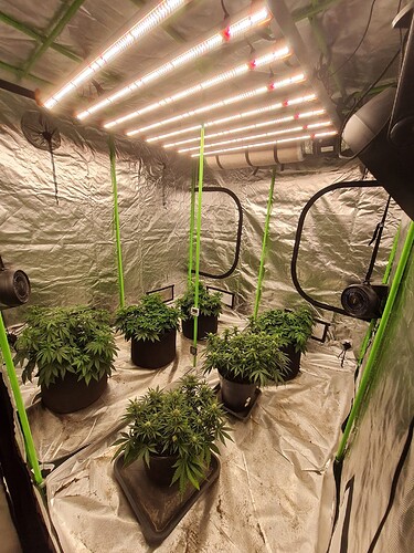 Growreport Bild 4