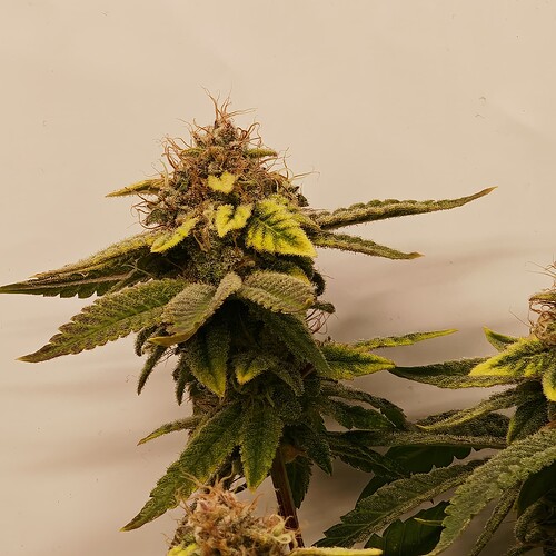 Growreport Bild 58