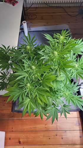 Growreport Bild 12