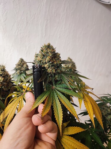 Growreport Bild 110