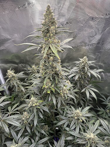 Growreport Bild 14