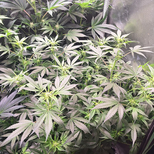 Mehrere Cannabis-Pflanzen in der Blütephase, mit vielen Blättern und beginnenden Blütenansätzen.