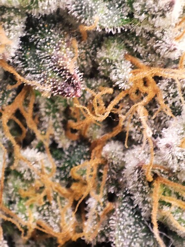 Growreport Bild 86