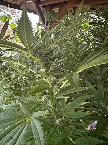 Growreport Bild 74