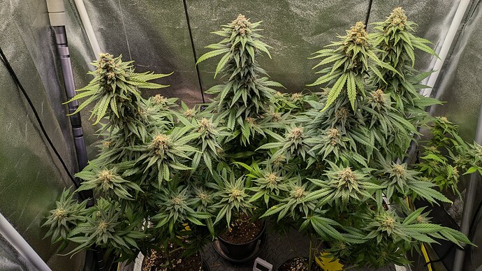 Growreport Bild 1