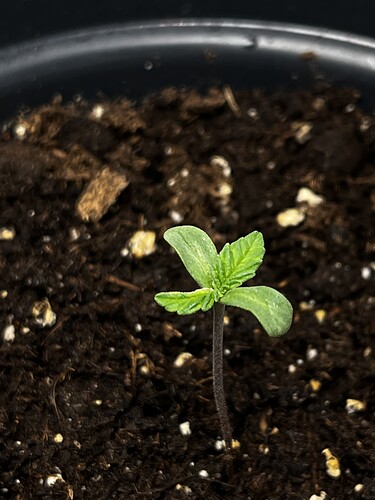 Growreport Bild 7