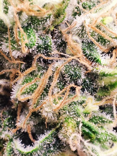 Growreport Bild 31