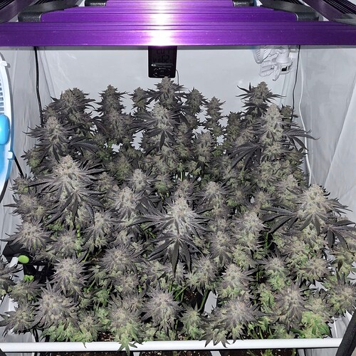 Growreport Bild 2