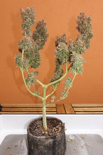 Growreport Bild 4
