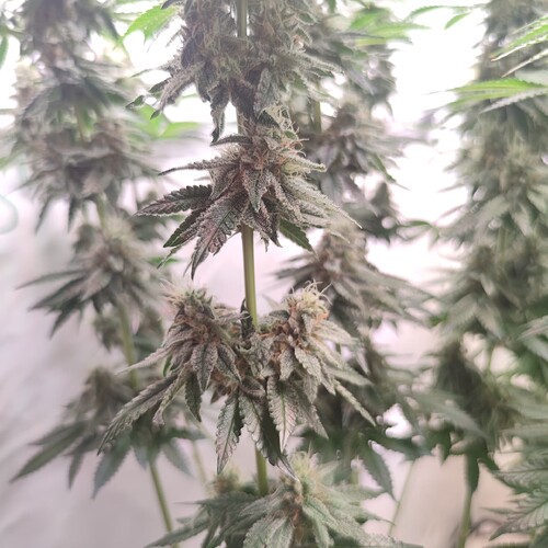 Growreport Bild 19