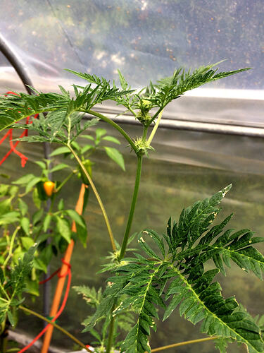 Grow26_0829_09