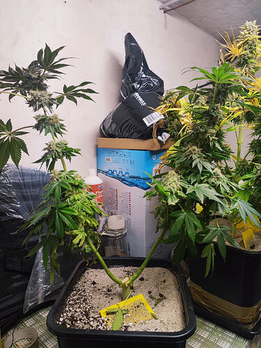 Growreport Bild 72