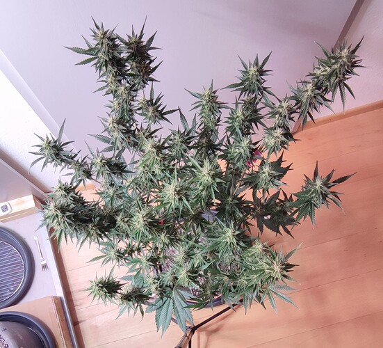 Growreport Bild 12