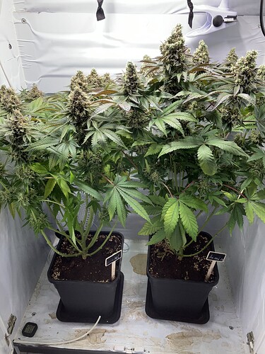 Growreport Bild 1