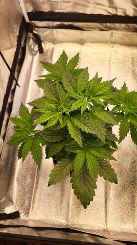 Growreport Bild 18