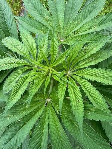 Growreport Bild 3