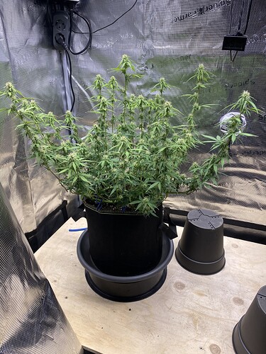 Growreport Bild 39