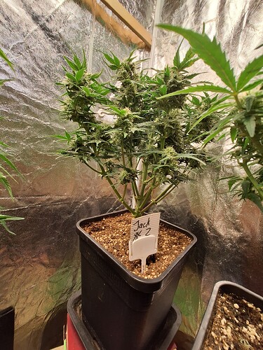 Growreport Bild 8