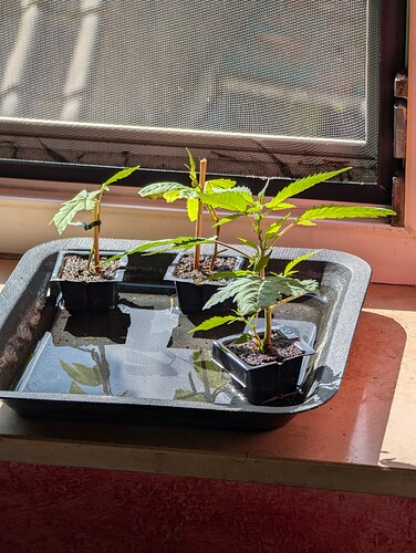 PXL_20240825_085820356