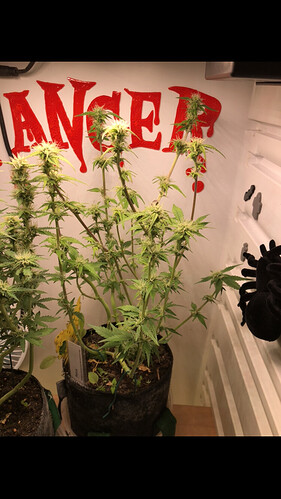 Growreport Bild 6
