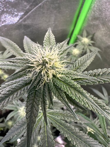 Growreport Bild 19