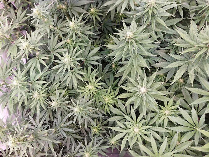 Growreport Bild 2