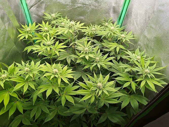 Growreport Bild 8