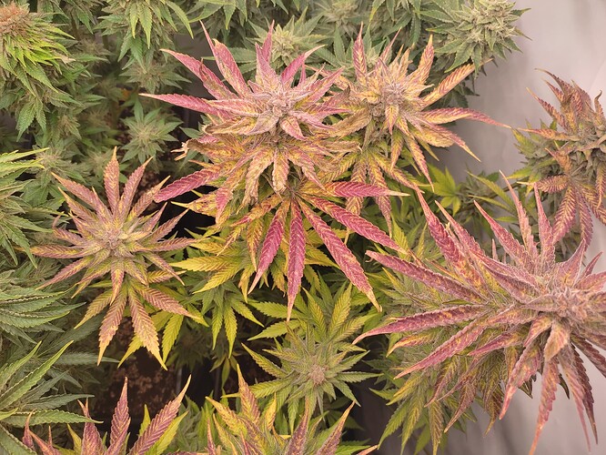 Growreport Bild 15