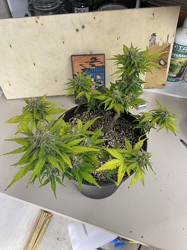 Growreport Bild 18