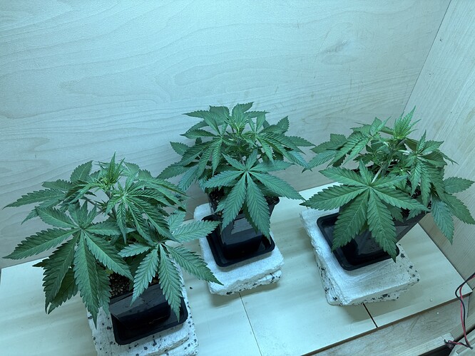 Growreport Bild 4