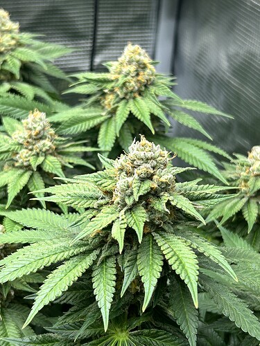 Nahaufnahme von mehreren Cannabis-Blütenständen in der späten Blütephase innerhalb eines Grow-Zeltes.
