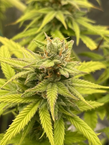 Growreport Bild 13