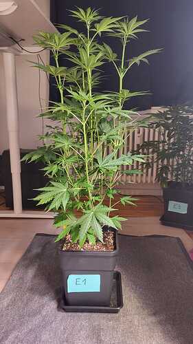 Growreport Bild 5