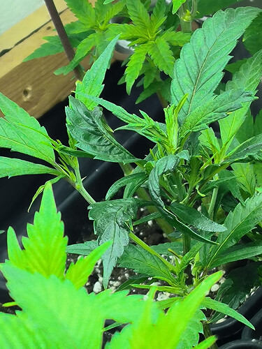 Growreport Bild 2