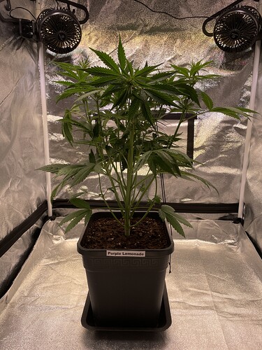 Growreport Bild 6